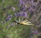 Beautiful lavenders in a field