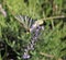 Beautiful lavenders in a field