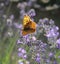 Beautiful lavenders in a field