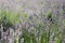 Beautiful lavenders in a garden