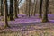 Beautiful lawn with crocuses. Warm sunny day.