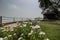 Beautiful lawn with sitting area and decorated pavement at bright day light with selective focus