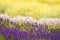 Beautiful layers of various colors of lavender flower blooms in a field