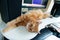 Beautiful lazy ginger cat well-fed and satisfied sleeps at home working place near keypad