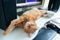 Beautiful lazy ginger cat well-fed and satisfied sleeps at home working place near keypad