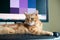 Beautiful lazy ginger cat well-fed and satisfied sleeps at home working place near keypad