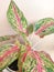 Beautiful leaf aglaonema