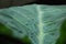 Beautiful leaf of Colocasia esculenta (L.) Schott