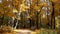 Beautiful leaf fall in a deserted autumn park with benches along the path