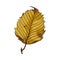 Beautiful leaf of hardwood hornbeam. Decorative garden and park decorations.