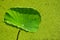 Beautiful leaf of lotus with duckweed background