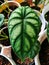 Beautiful leaf pattern of the alocasia dragon scale