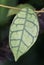 Beautiful leaf pattern of Hoya Callistophylla, a rare tropical houseplant