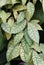 Beautiful leaf pattern on Hoya Callistophylla, a rare tropical plant