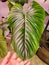 Beautiful leaf of Philodendron Rubrocinctum Platinum, a popular and exotic houseplant