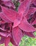 Beautiful leaf red herb plant in public park.