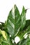 Beautiful leaf of tropical \\\'Spathiphyllum Diamond Variegata\\\' houseplant
