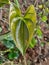 Beautiful Leaf of Yam Dioscorea sp.