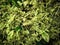 beautiful in leaf yellow and green in wrightia religiosa Benth ,variegata