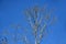 Beautiful, leafless poplar tree branches in winter