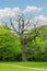 Beautiful leafless tall tree in park on sunny day