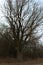 A beautiful leafless tree on a spring evening. Branches of a tree against the sky. Landscape. Twilight time