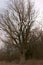 A beautiful leafless tree on a spring evening. Branches of a tree against the sky. Landscape. Twilight time