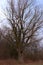 A beautiful leafless tree on a spring evening. Branches of a tree against the sky. Landscape. Twilight time