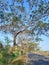 Beautiful leafless tree in a village