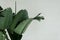 Beautiful leafs of bananas palm plant on white background.