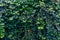 Beautiful leafy plants and vines on a wall.