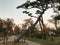 Beautiful leaning pine tree at Sumiyoshi Park in Japan.