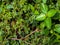 beautiful leaves background close up, pilea michrophylla