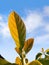 beautiful leaves and clear sky in the morning