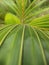 beautiful leaves of coconut saplings in the village mountains