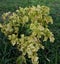 A beautiful leaves of diseased plant in the ground