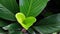 Beautiful leaves with heart shape in light green color and dark green leaves on the side with clearly visible leaf veins