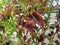 Beautiful leaves Miana (Coleus scutellarioides (L) Benth