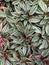 Beautiful leaves Peperomia Rosso, tropical plant. Bright nature wallpaper.