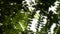 Beautiful Leaves Plant On Tree Nature Flora concept