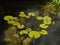 Beautiful leaves of water lilies on the surface of the pond