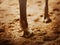 Beautiful legs of a sorrel horse step hooves on the sand in the arena on a sunny clear day. Equestrian sports