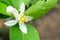 Beautiful lemon white petals fresh flower  with green leaves in gaden