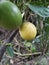 These are  beautiful lemons growing on lemon tree