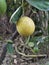 These are  beautiful lemons growing on lemon tree