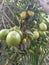 These are  beautiful lemons growing on lemon tree