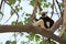 Beautiful lemur, Coquerel`s sifaka, sitting on a branch