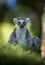Beautiful lemur of Madagascar with yellow eyes and angry face with green background