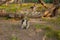 beautiful lemurs on a branch, biopark. animals in nature, business tourism. portrait of an animal