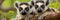 beautiful lemurs playing in the branches of Madagascar forests. Generative AI